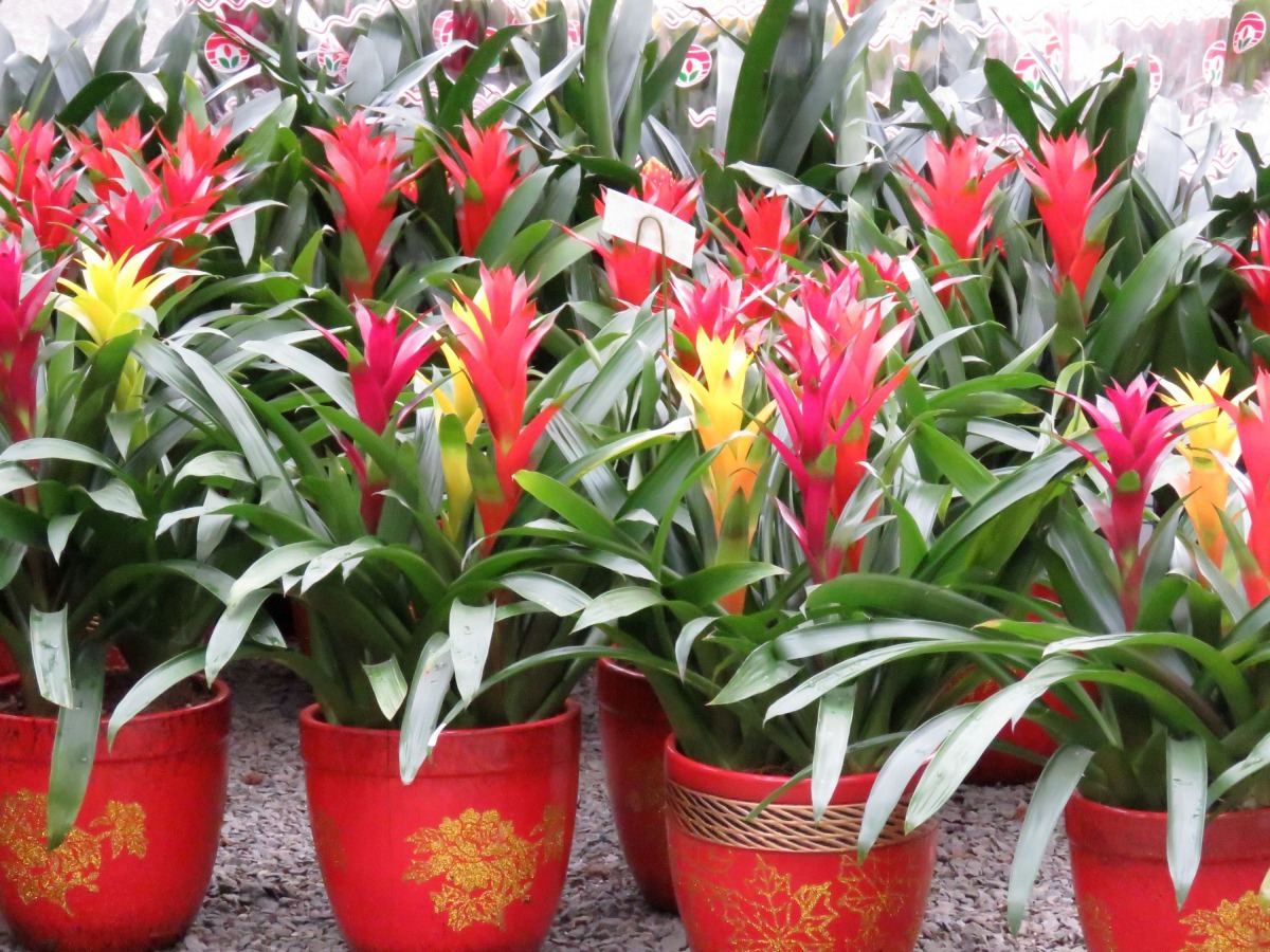 象徵旺來的鳳梨花成了狗年應景的花卉。高維奇/攝