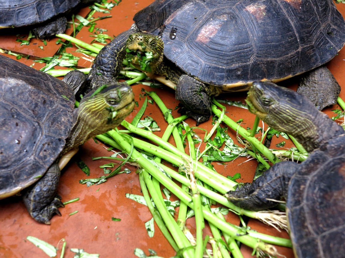 「斑龜 吃菜」的圖片搜尋結果