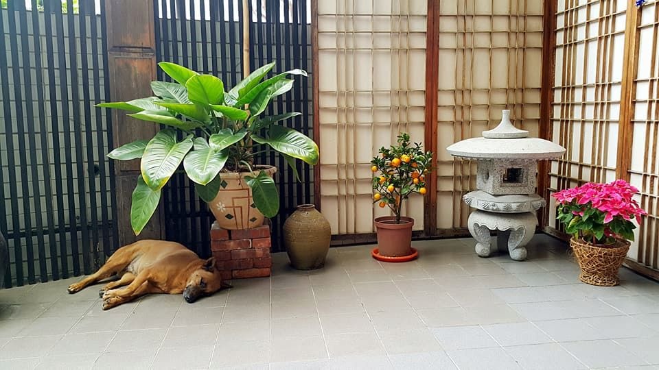 社區流浪狗「小鹿」躲進鄰長家以避開鞭炮聲的恐懼。高維奇/攝