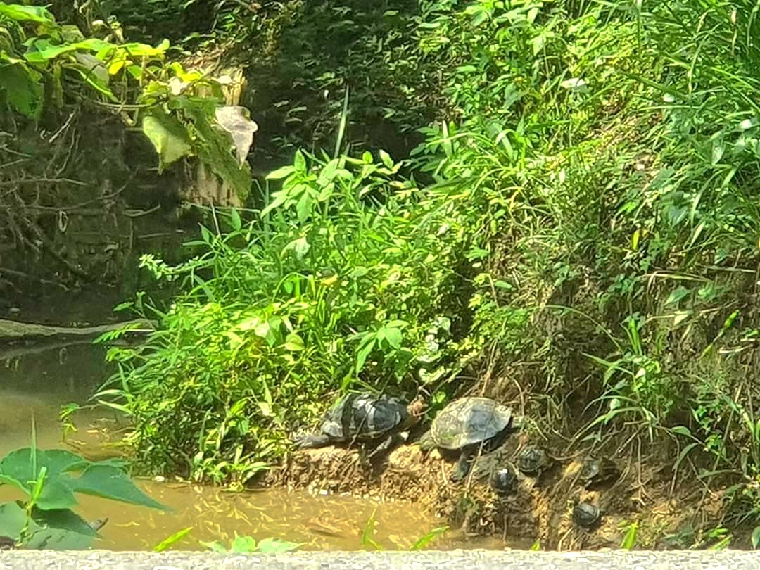 野生的台灣斑龜吃野草及水中的魚蝦螺貝。圖／袁萬七提供