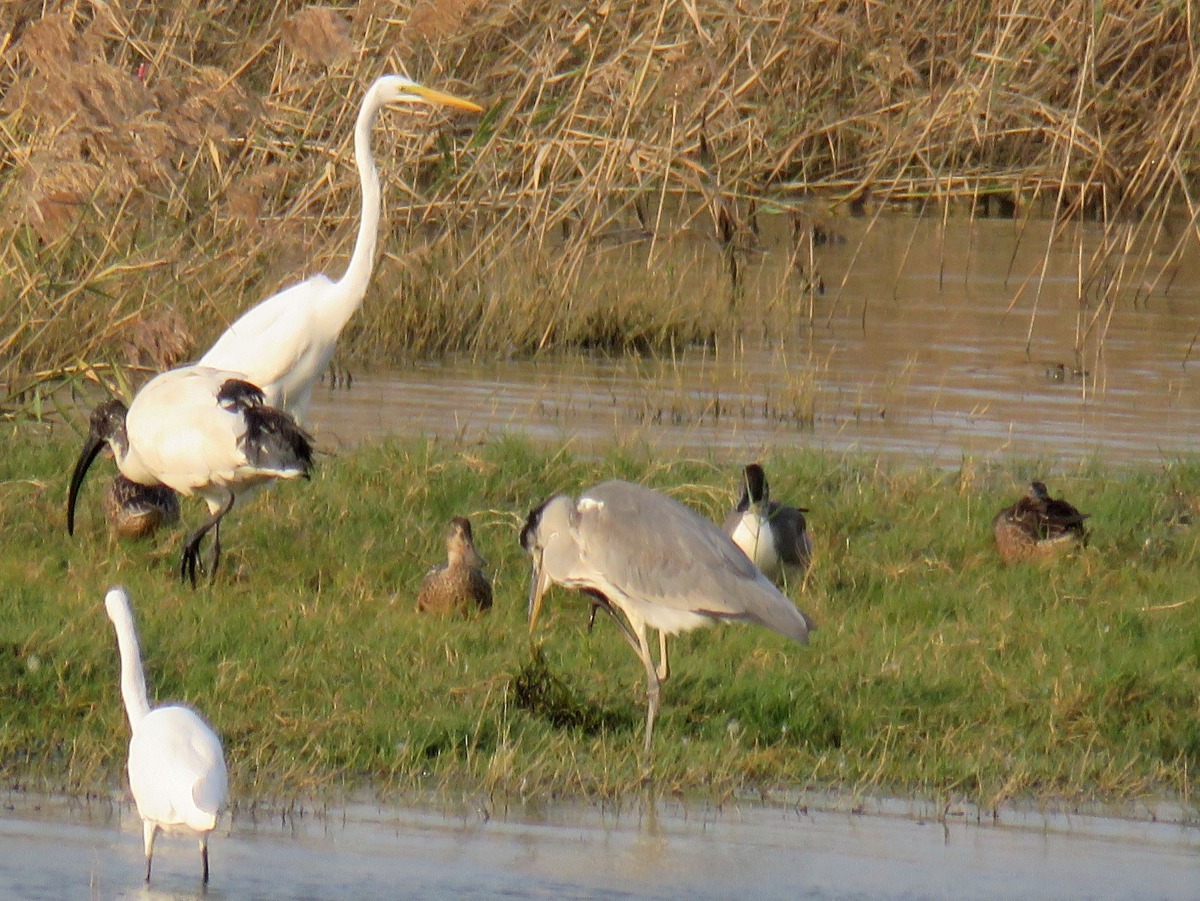 台南地區擁有豐富的濕地生態。高維奇/攝