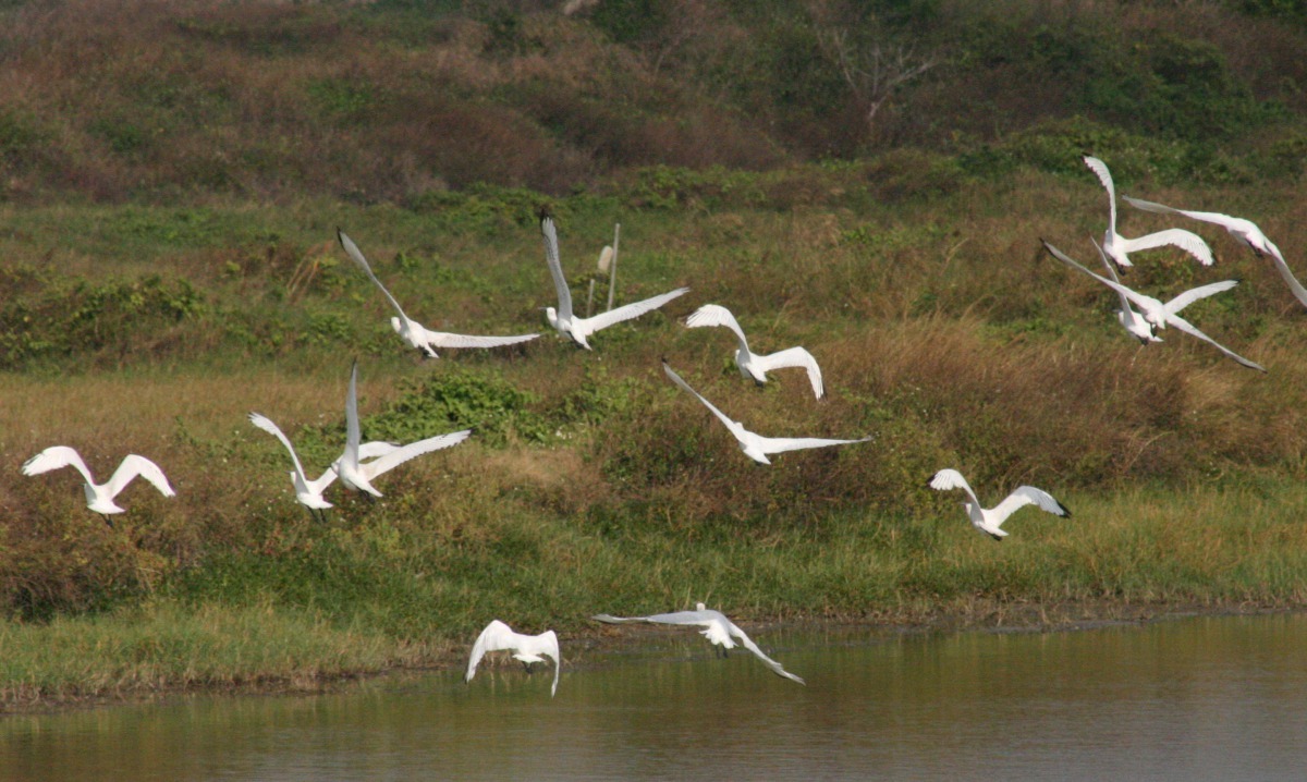 一群黑面琵鷺在休養的魚塭覓食，受到驚嚇群起而飛。高維奇/攝
