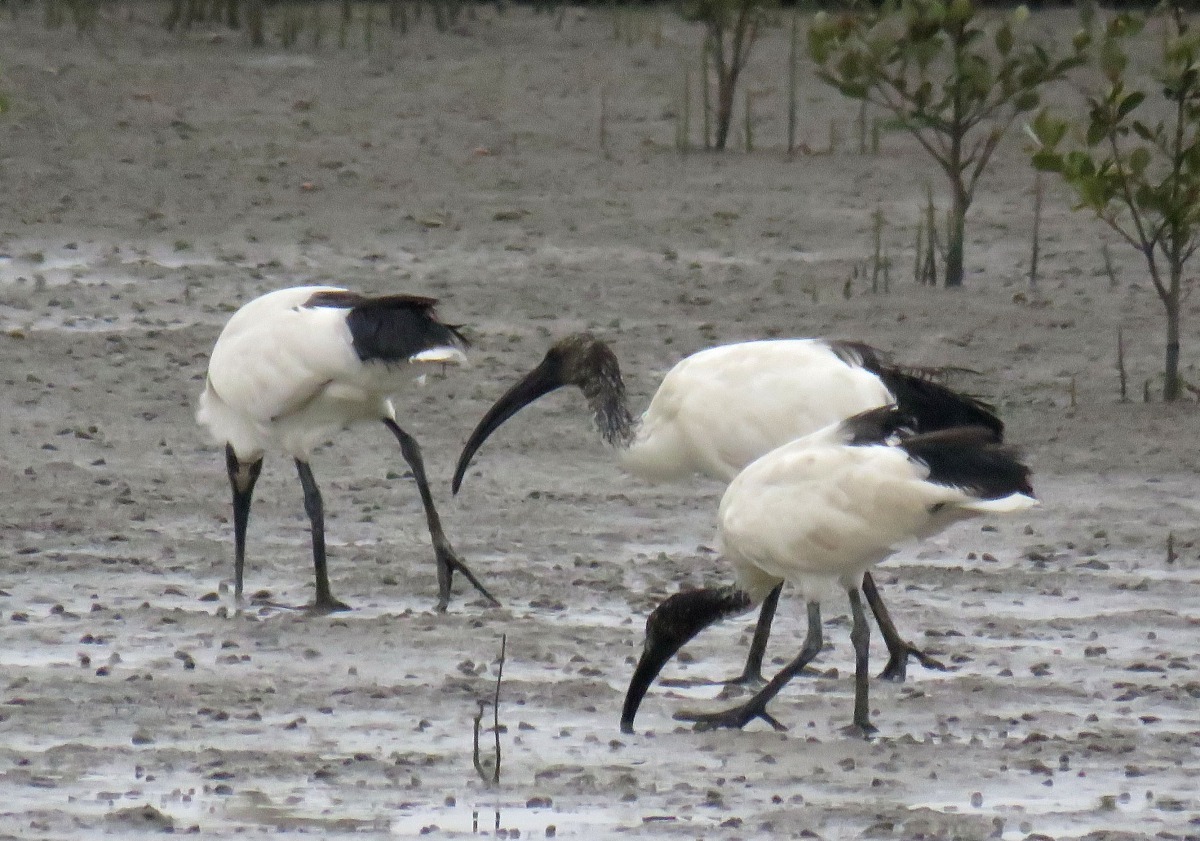 埃及聖鹮常被誤以為是黑面琵鷺。高維奇/攝