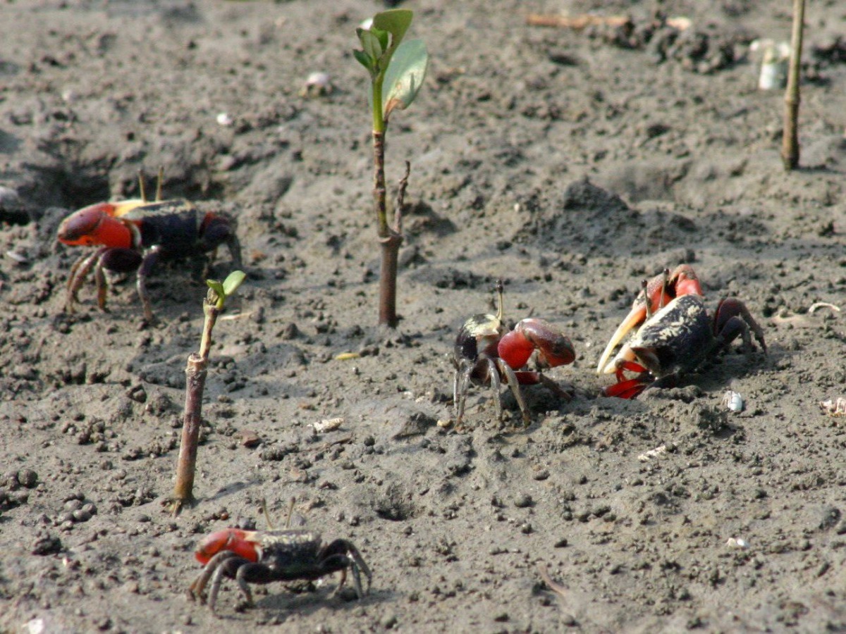 溼地是蟹類的家,種類繁多,其中以招潮蟹最受注目。 高維奇/攝