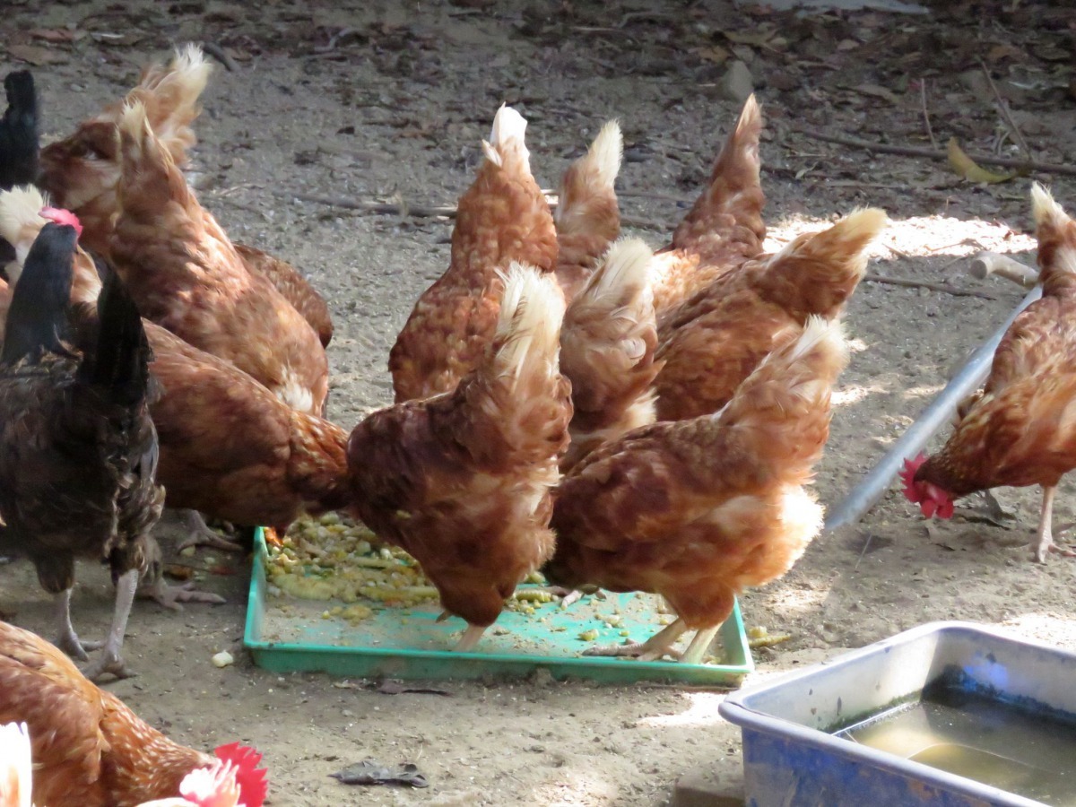 雞為雜食性，關在面積有限圍籬內的蛋雞，光吃廚餘難以每天下蛋。高維奇／攝