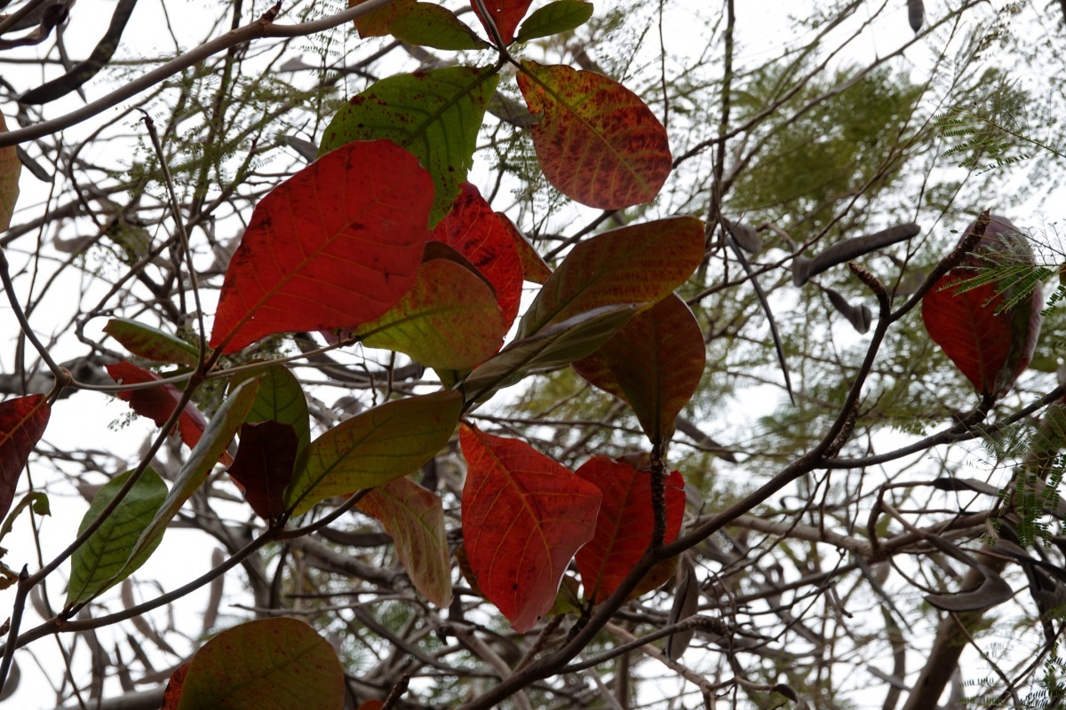 欖仁樹在秋冬季節葉子轉紅掉落。高維奇／攝