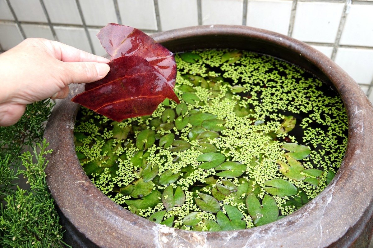 在水缸中丟入乾欖仁葉，可以調整養殖人的酸鹼值。高維奇／攝