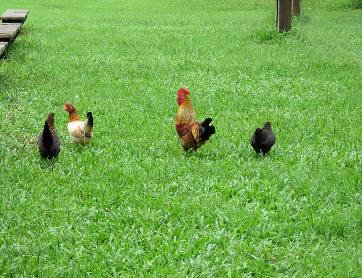 野外放牧的雞，找富含蛋白質成分的昆蟲食用，滿足生蛋所需要的營養。高維奇／攝