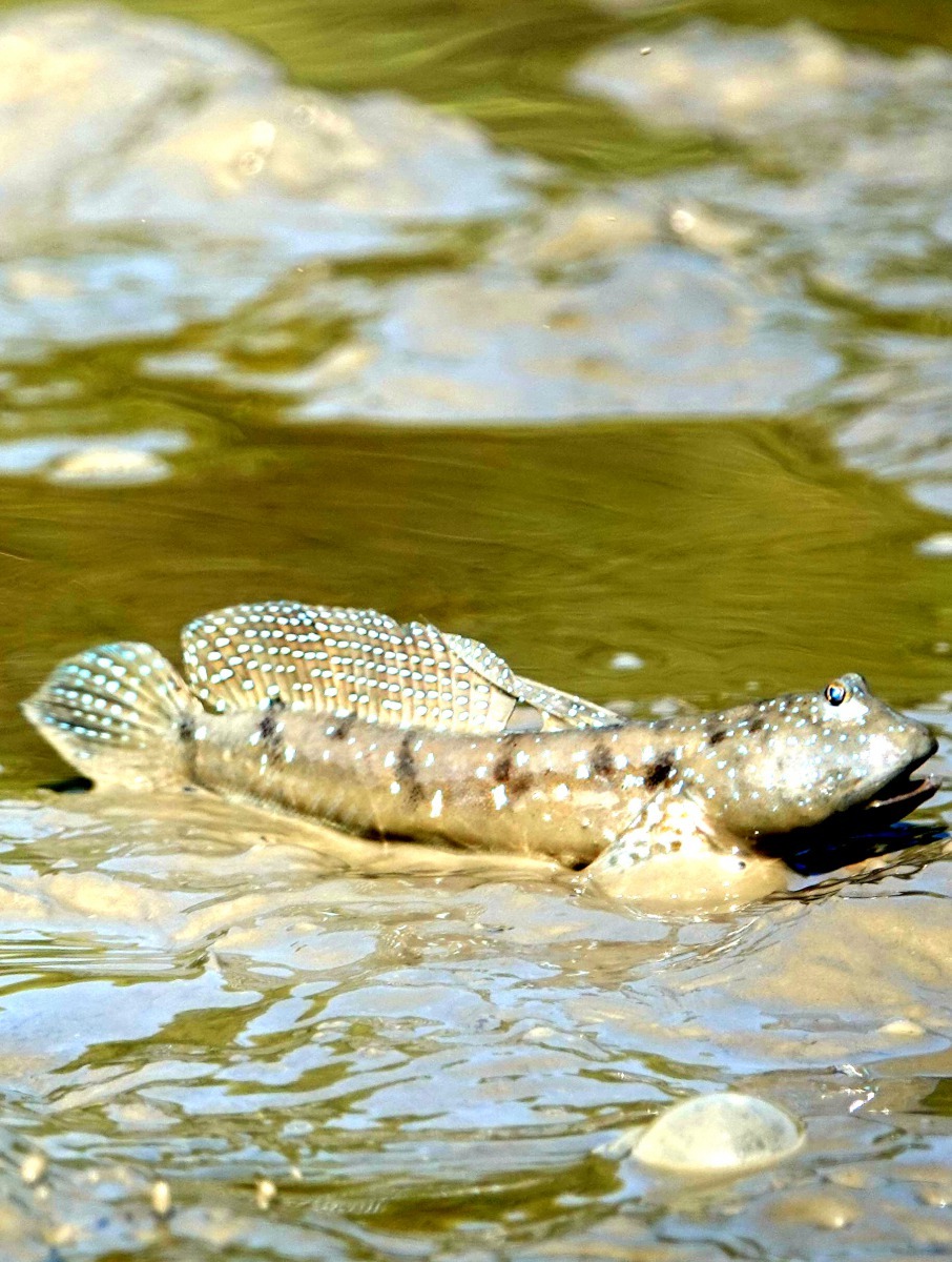 筍殼魚與生長在河口泥灘地的彈塗魚為同一族成員。高維奇／攝