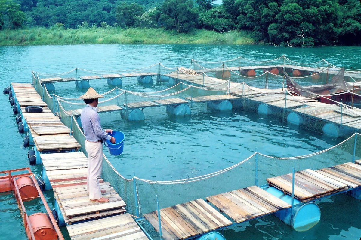 嘉南農田水利會從民國68年出租供業者在烏山頭水庫箱網養魚。圖／嘉南農田水利會提供