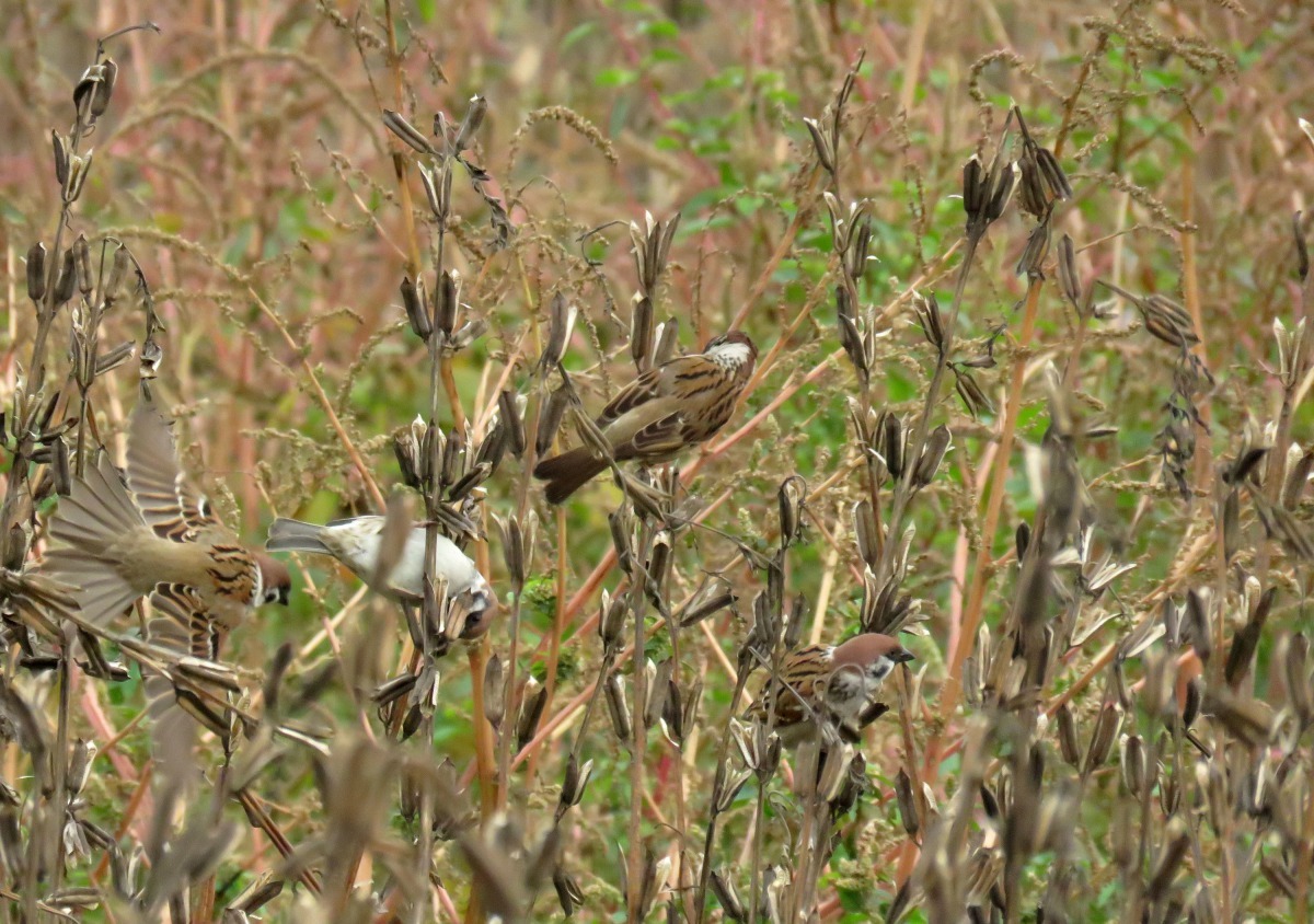放棄採收的胡麻田成為野鳥「進補」的天堂。高維奇/攝
