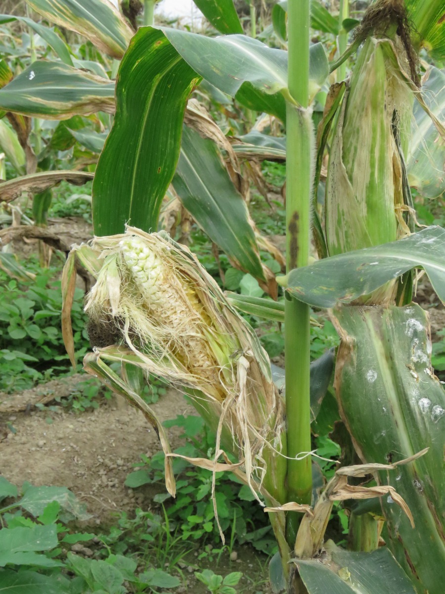農民剝開發育不良賣相不佳的玉米穗讓野鳥啄食吃到飽。高維奇/攝