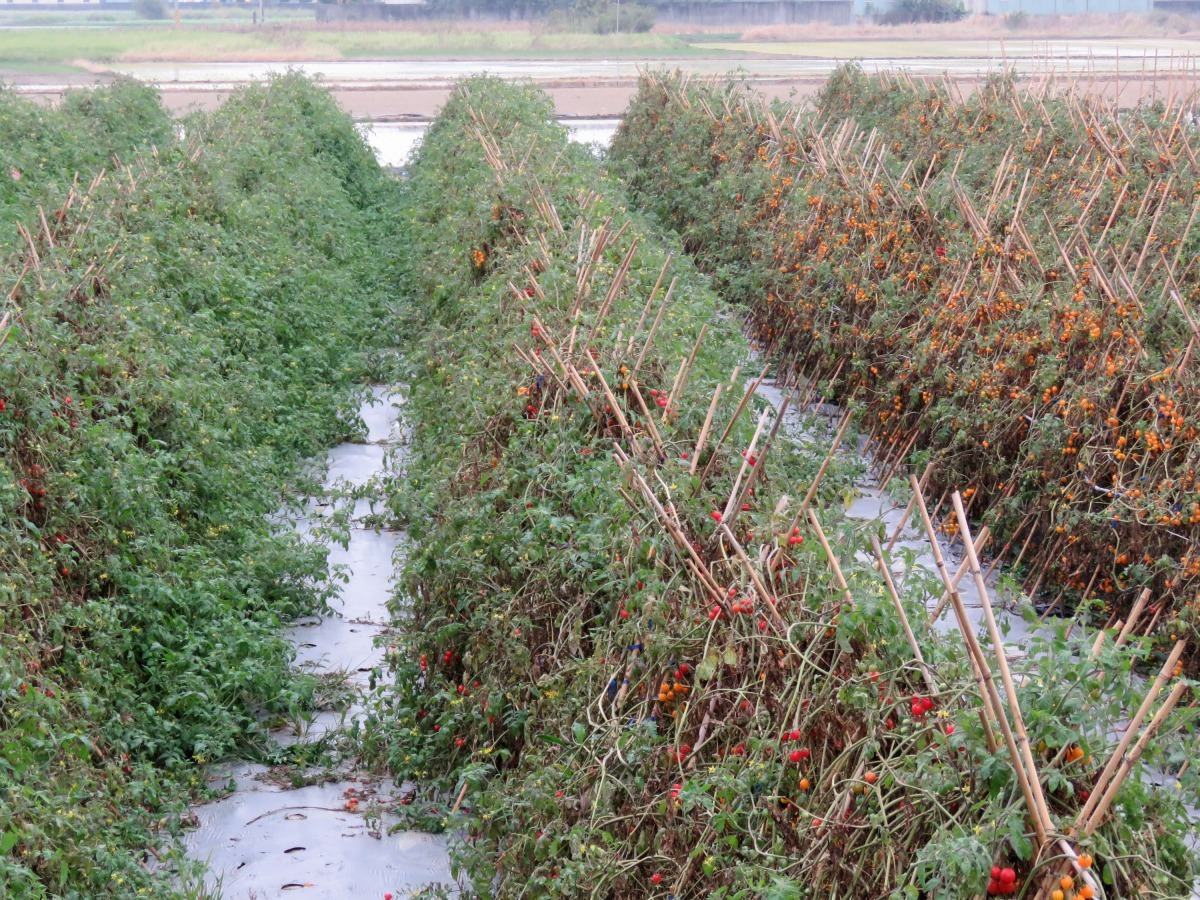 番茄會引來大批野鳥食用，但很多農民仍採不想圍網隔離，任由野鳥吃個夠。高維奇/攝