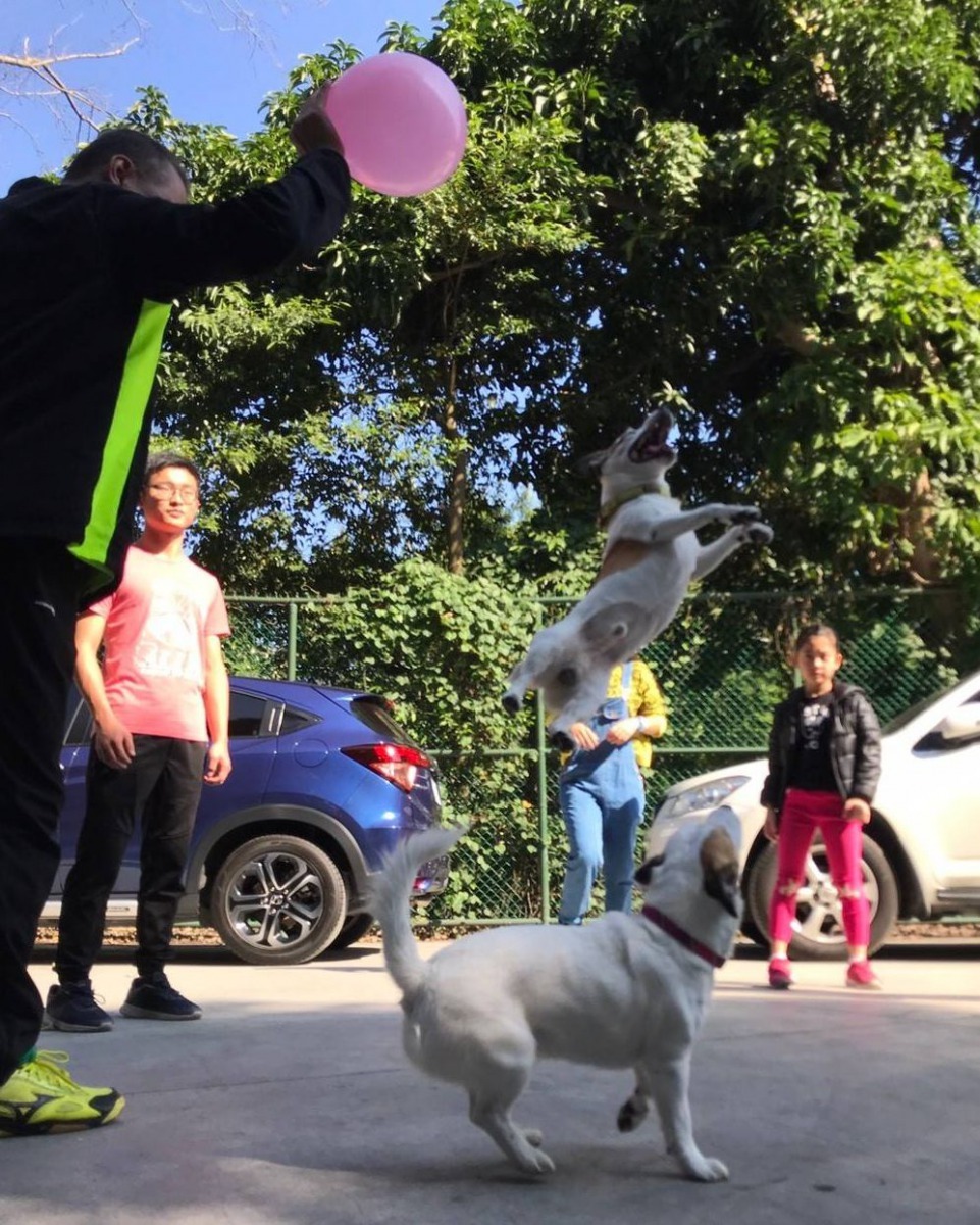 小風、酷馬和布魯協同頂氣球，可以長時間不落地。圖／跳跳家族提供