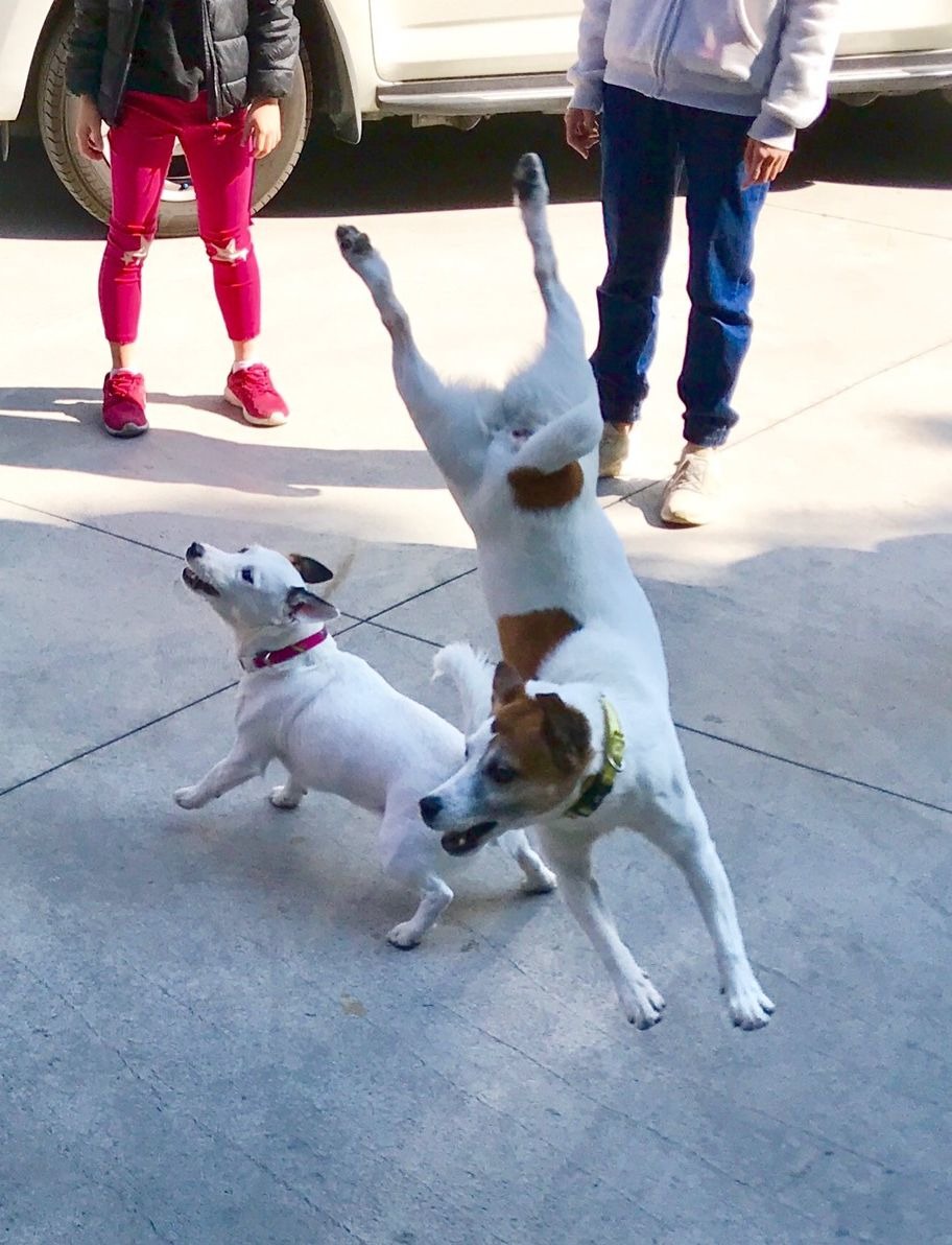 狗狗們逗趣的表演，惹得現場哄堂大笑。圖／跳跳家族提供