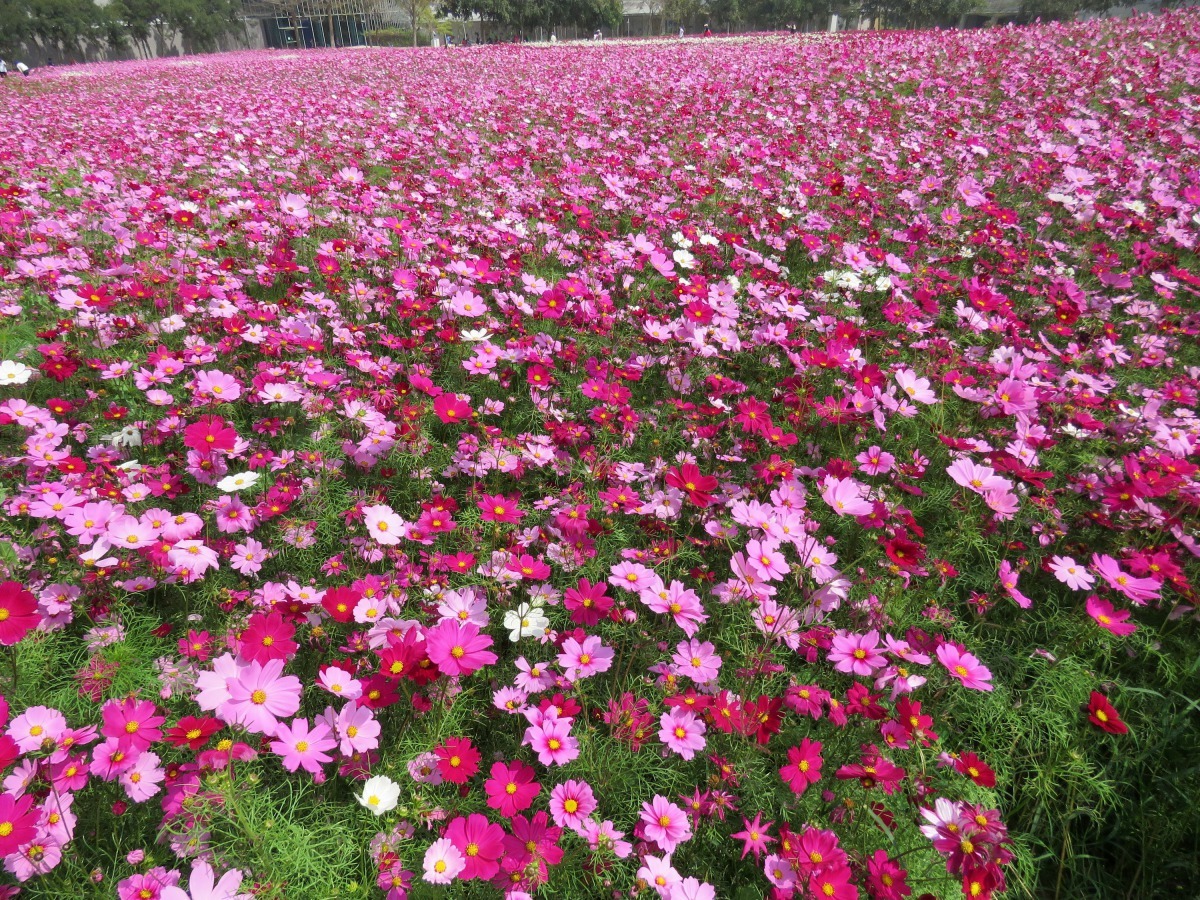 工研院南分院在園區栽種的波斯菊。高維奇/攝