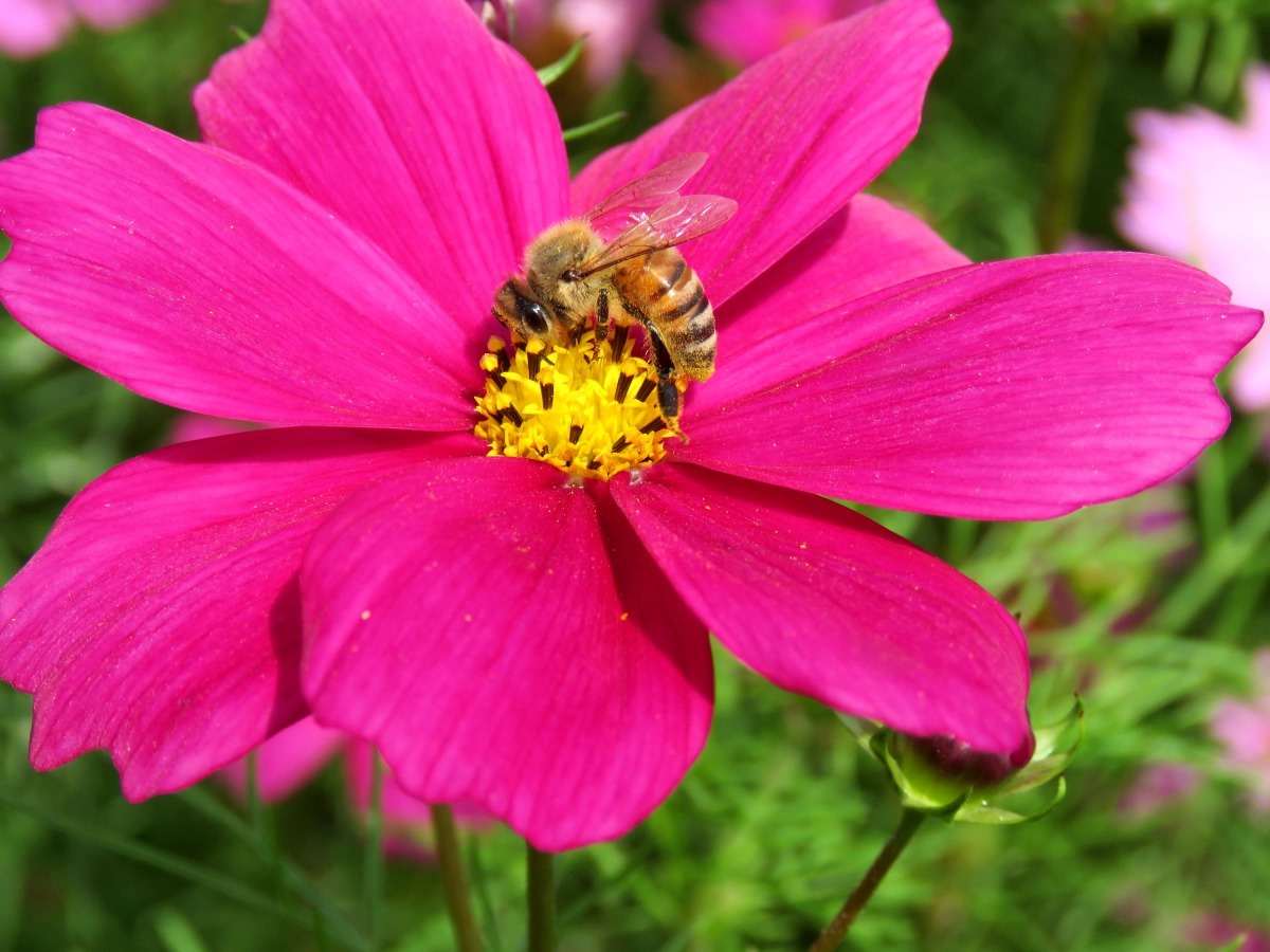 大面積的波斯菊在冬季提供蜜蜂絕佳的蜜源。高維奇/攝