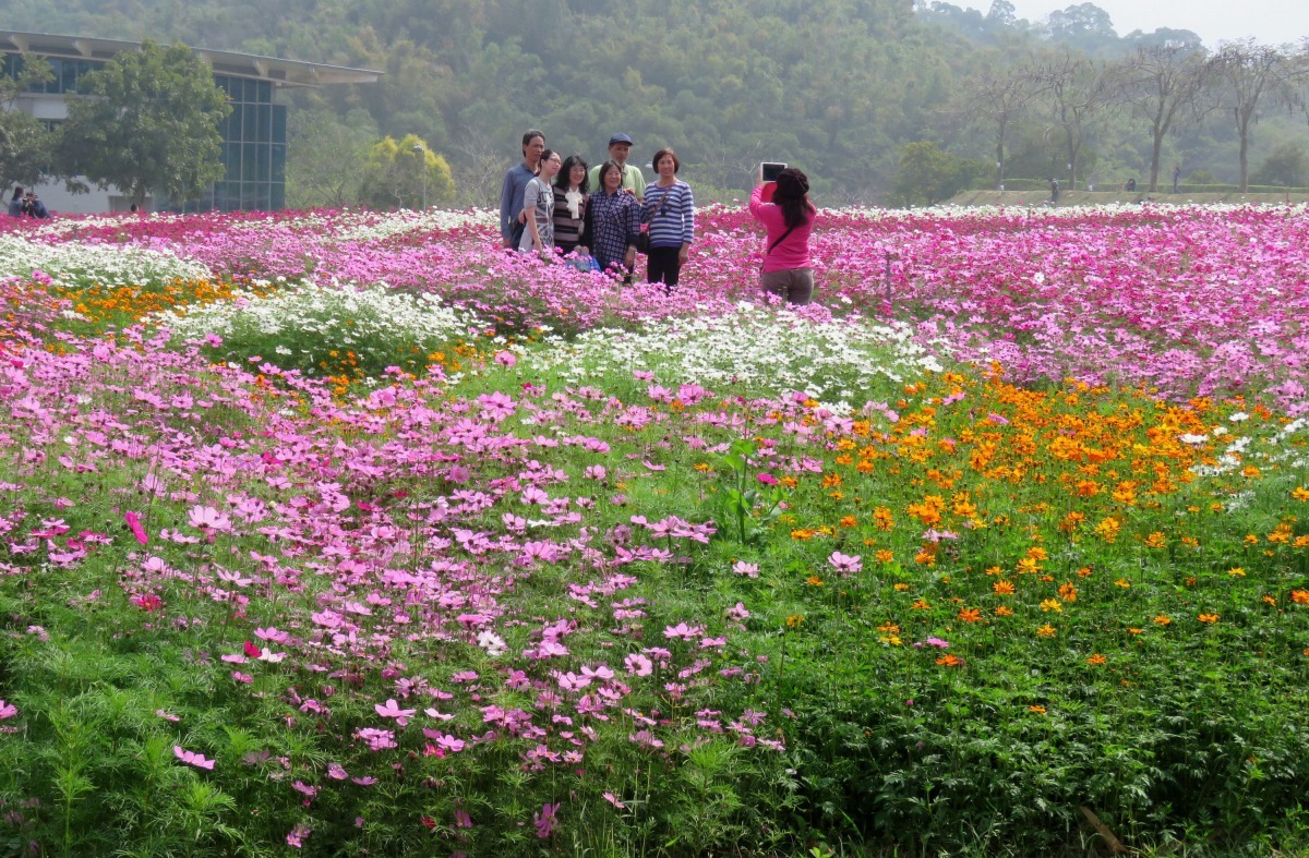 遊客在波斯菊花海拍照。高維奇/攝
