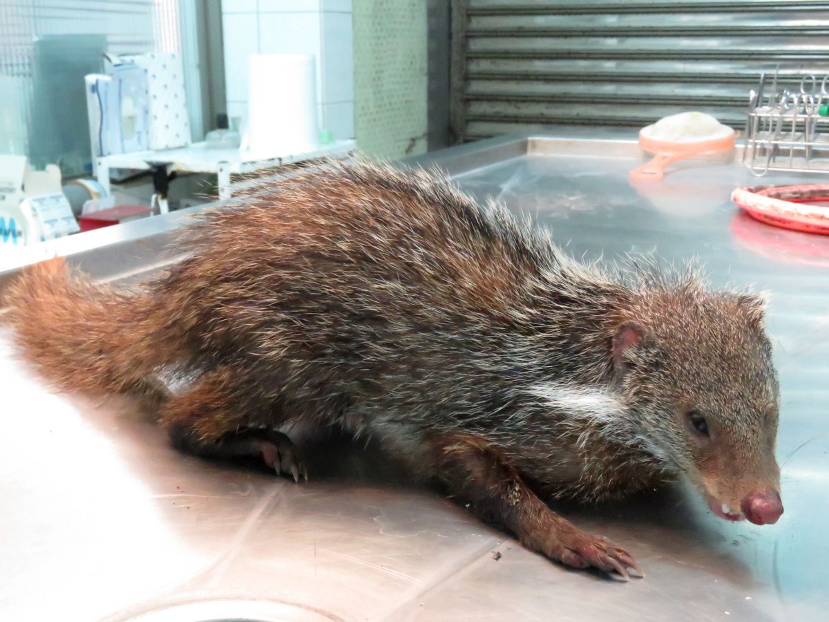 在菜寮溪流域村落發現的生病食蟹獴。高維奇/攝