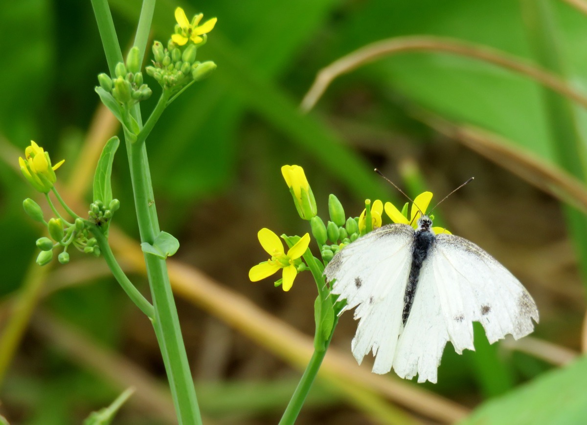 冬季油菜花開，蜜蜂與蝴蝶穿梭其間。高維奇/攝