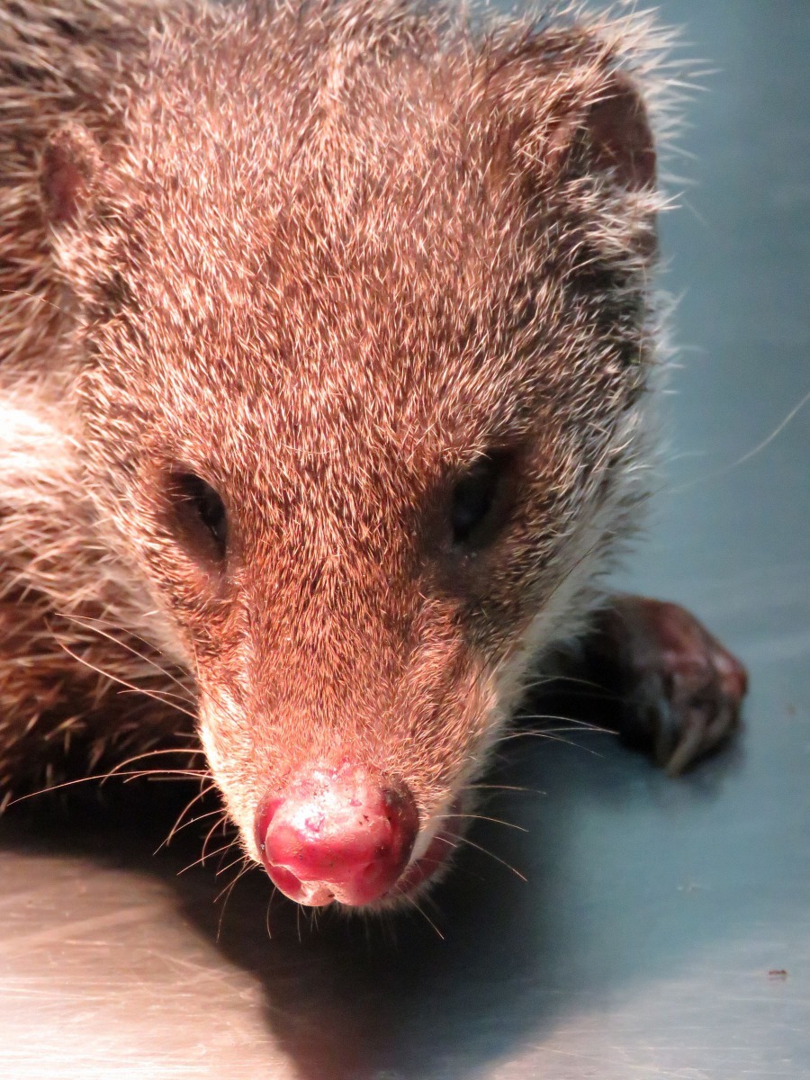 多數人對食蟹獴陌生。高維奇/攝
