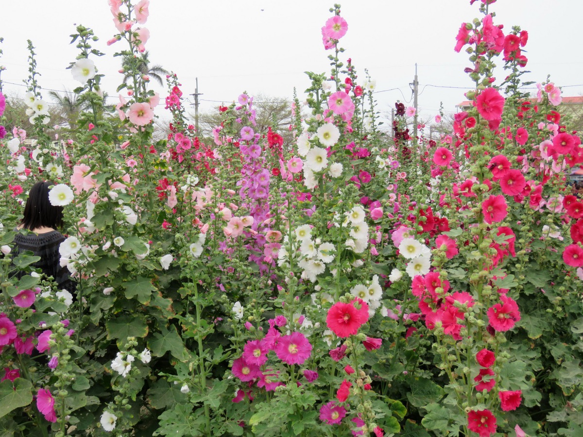 今年的「2018唸戀學甲蜀葵花文化節」將在3月3日開幕。高維奇/攝