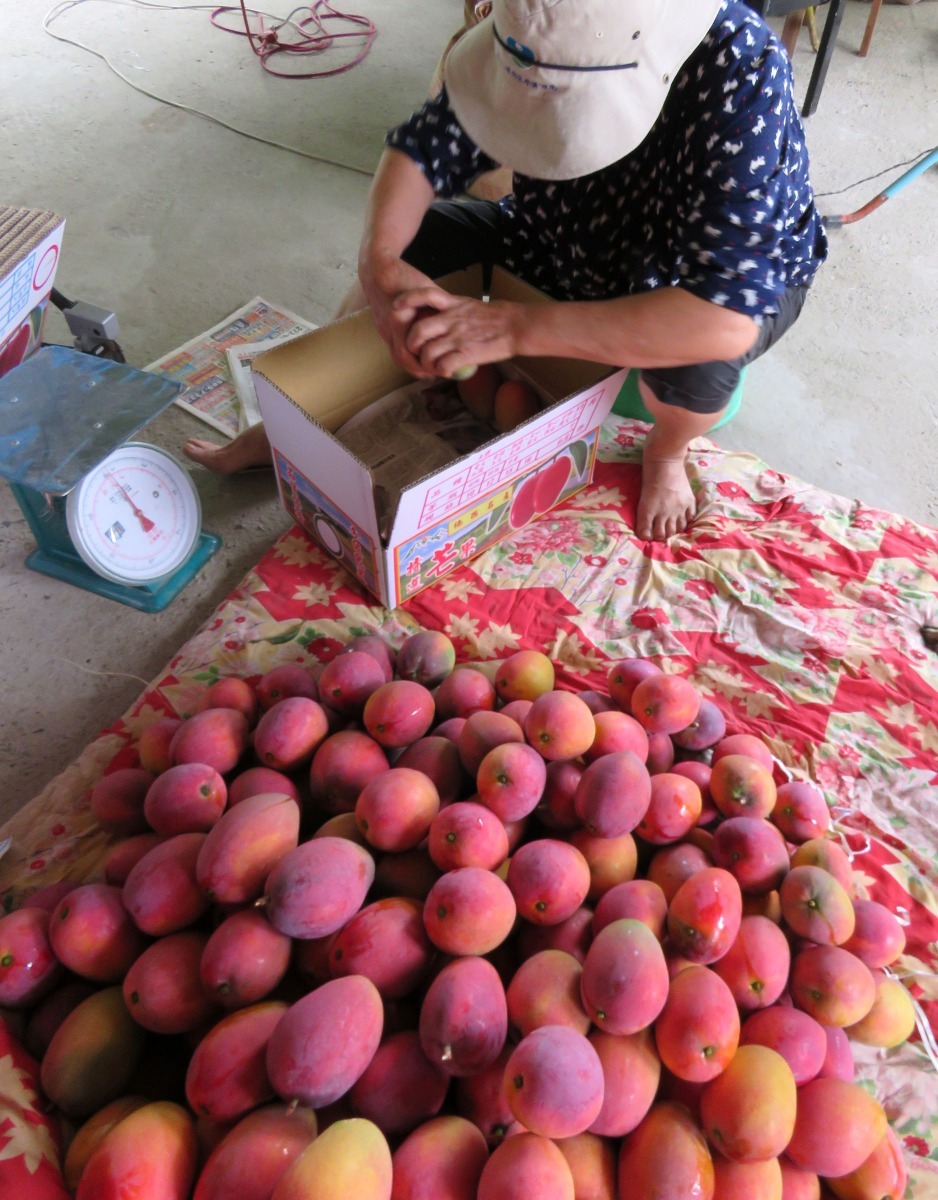 月世界地形是優質愛文芒果的故鄉。高維奇/攝