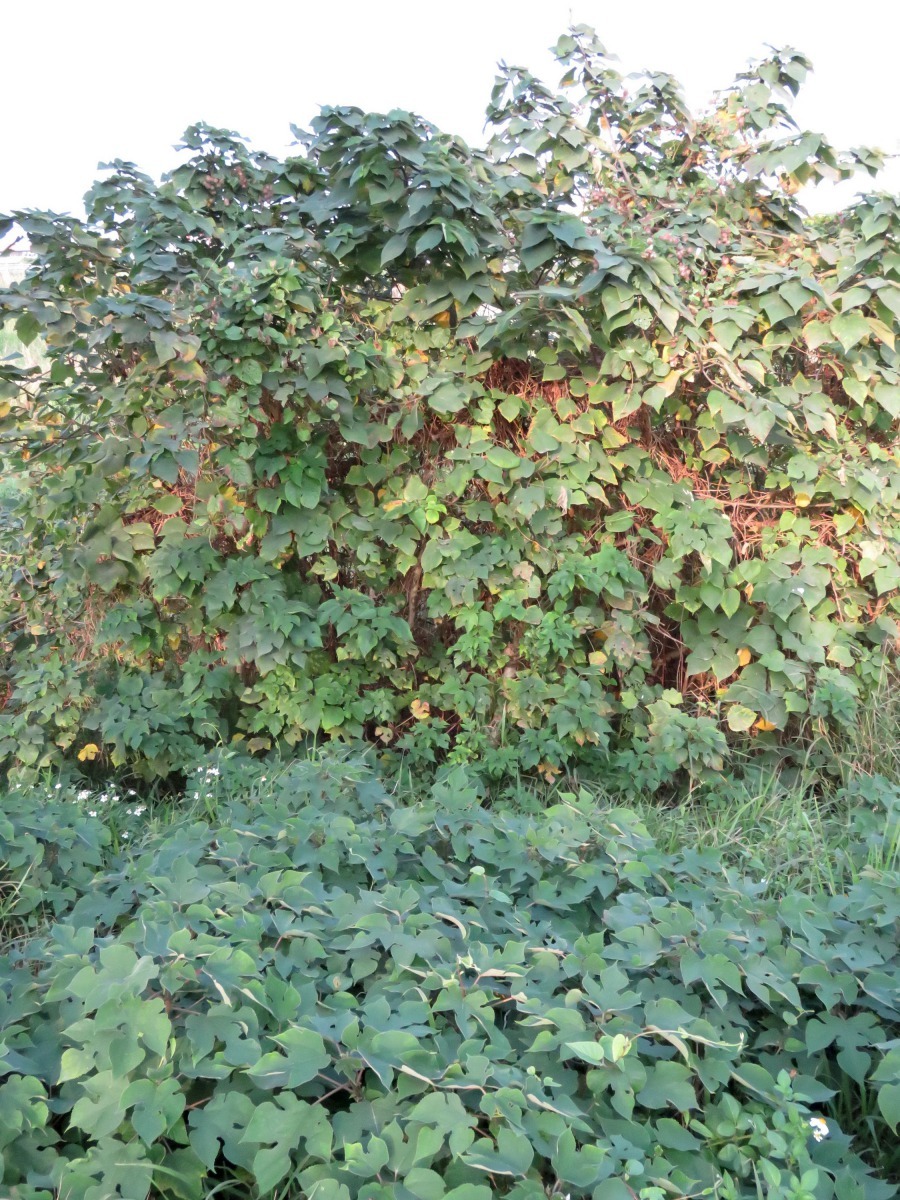 荒野構樹林曾是野鳥主要棲息場所。高維奇/攝