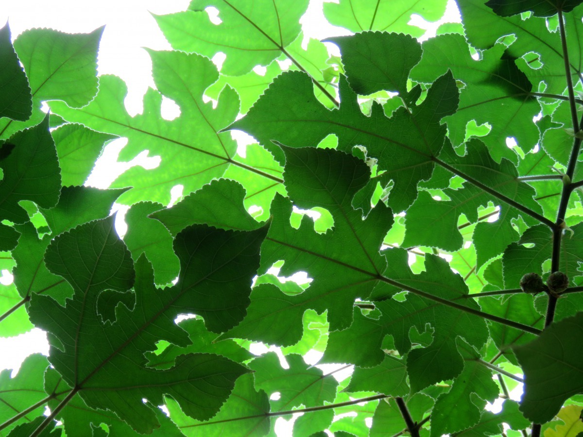 構樹是常見的樹木，但多數人不知其名。高維奇/攝