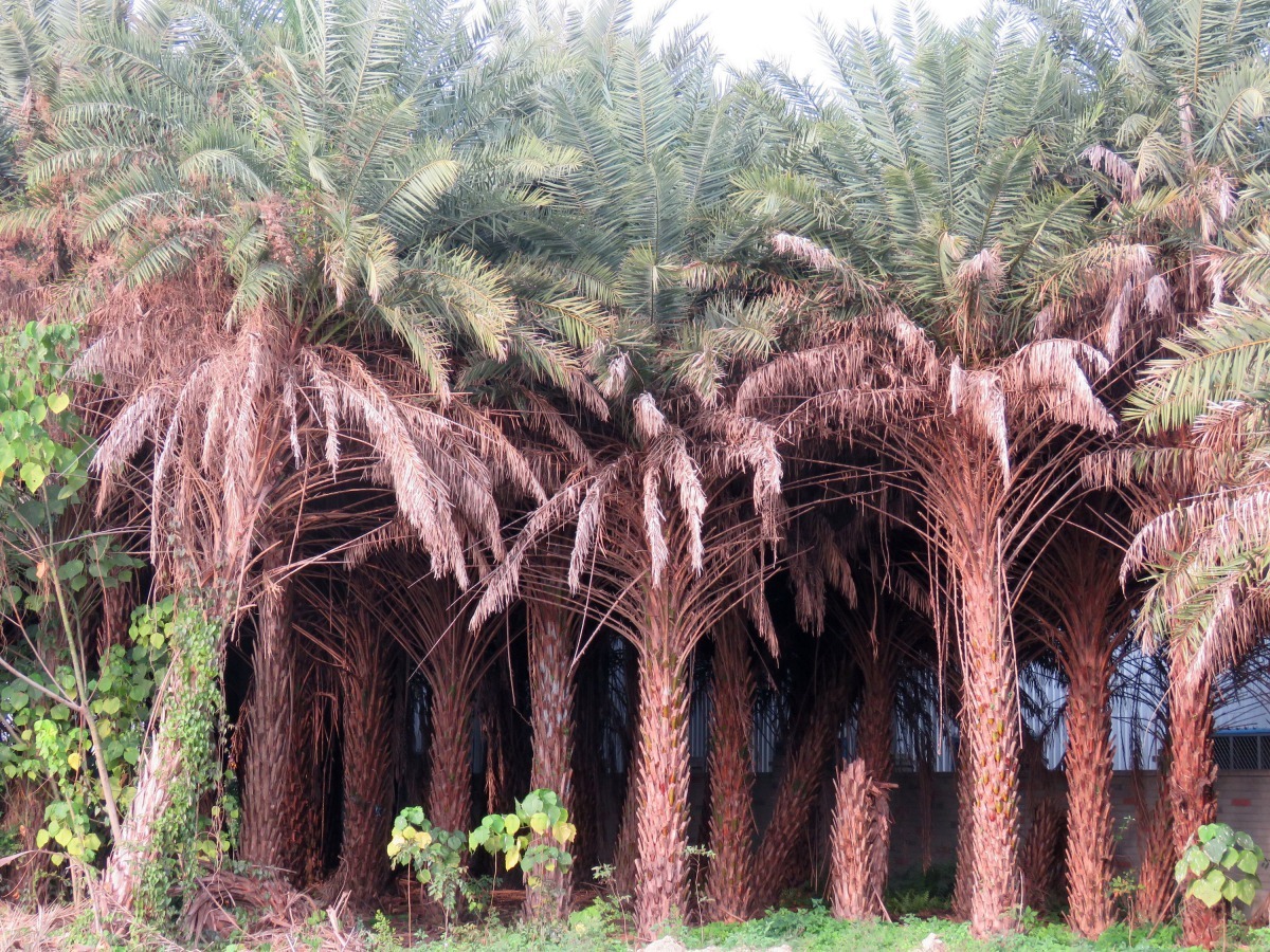 園藝業者在農田密集栽種椰棗，人為干擾很少，久而成為野鳥的家。高維奇/攝