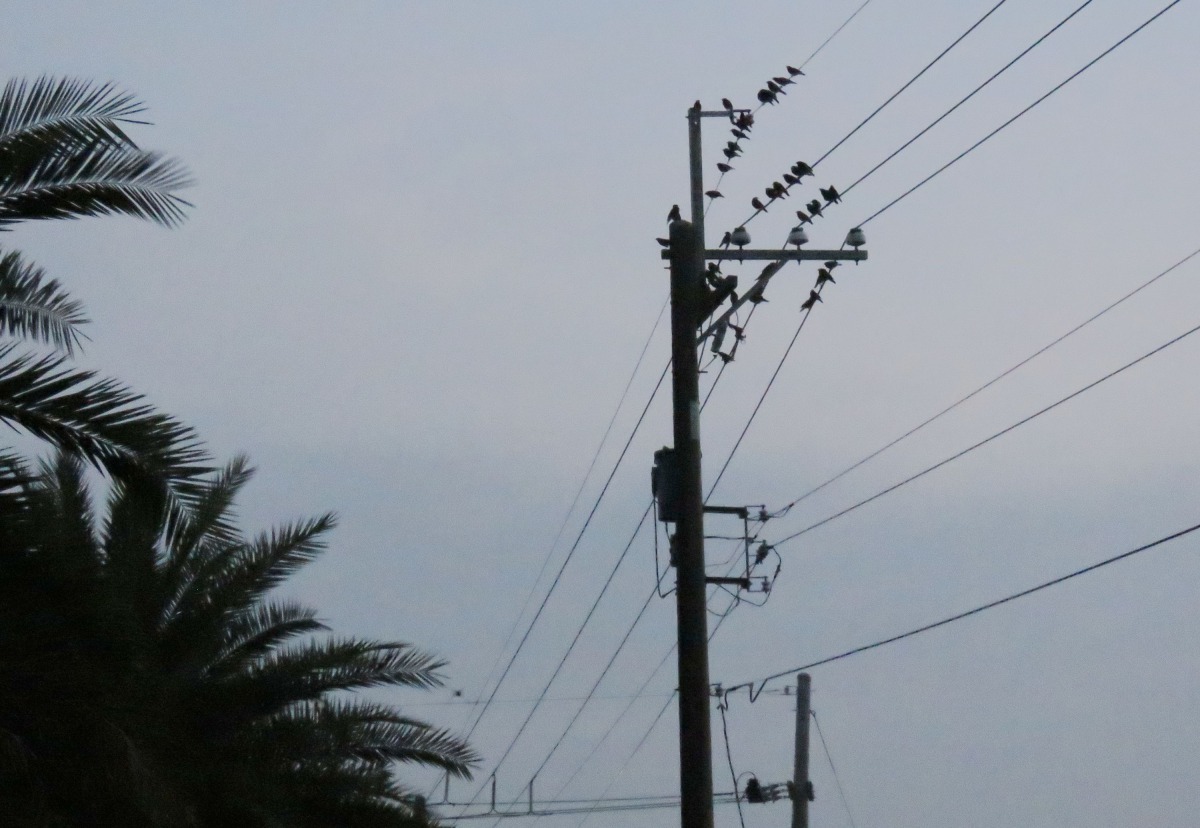 椰棗林在黃昏時千百隻鳥吱吱喳喳。高維奇/攝