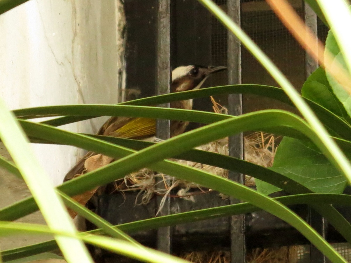 很多野鳥在房子角落棲息築巢。高維奇/攝