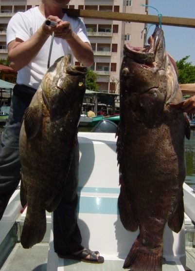 石斑也是台南地區養殖魚產之一,圖為海釣的石斑。高維奇/攝