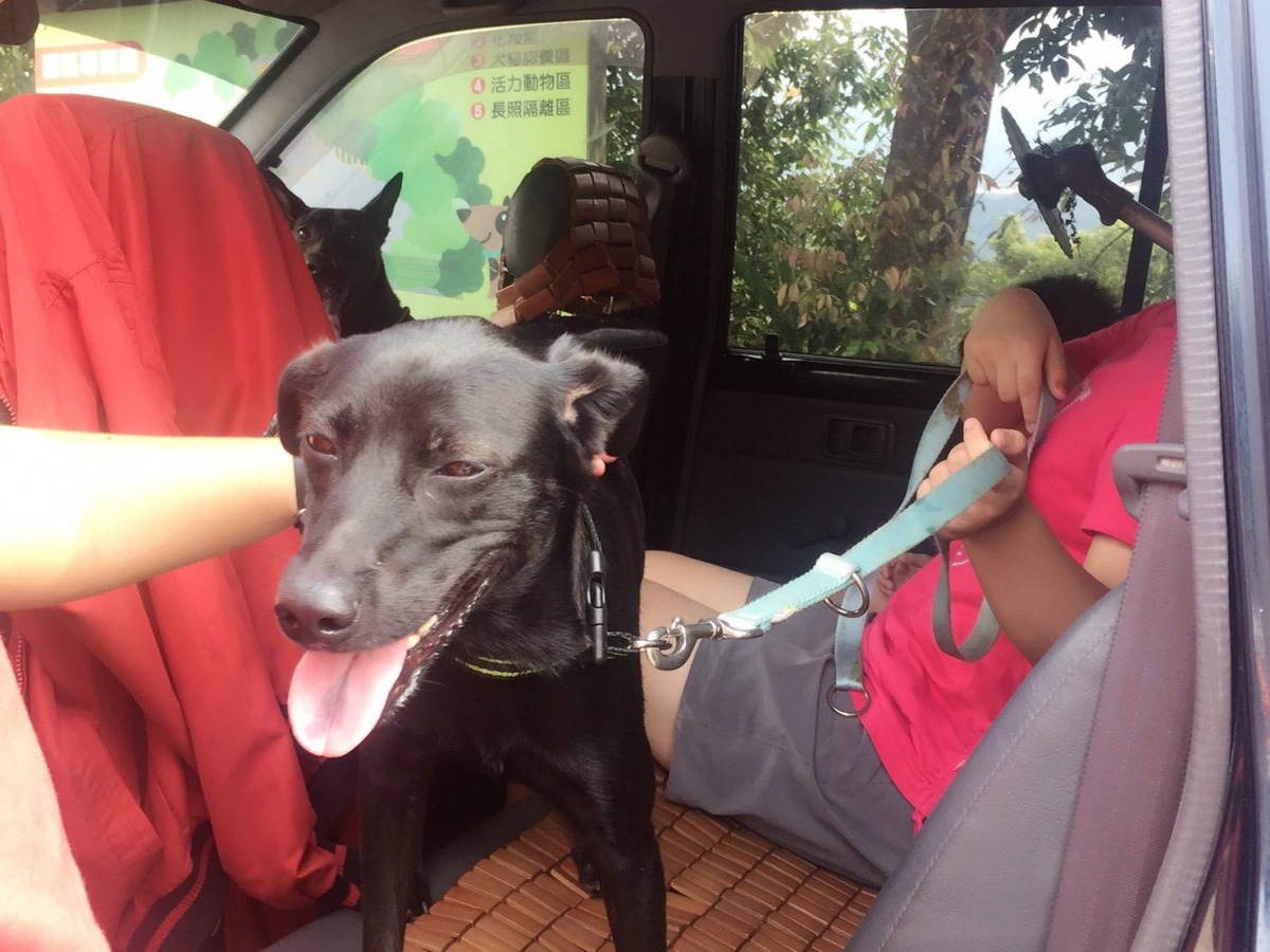 和新主人們一起進入在後座,「BiBi」的臉上露出了笑容。新北市動保處/提供