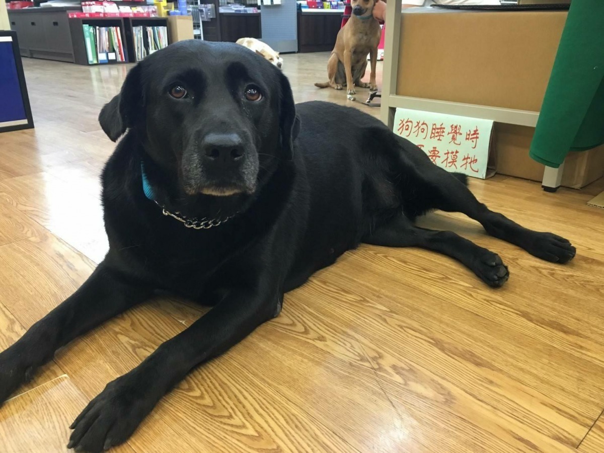 淡水區淡江大學校犬垂垂，獲十大校犬票選亞軍。新北市動保處/提供