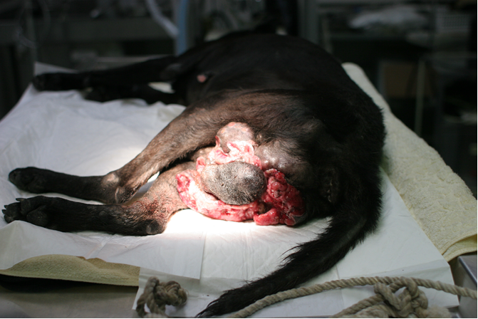 犬隻若沒有絕育,容易因發情期的行為得到傳染性疾病。新北市動保處/提供