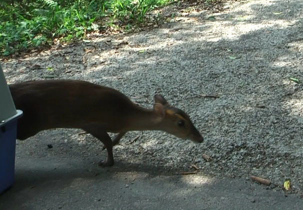 山羌在治療後已野放回烏來山區棲地。新北市動保處/提供