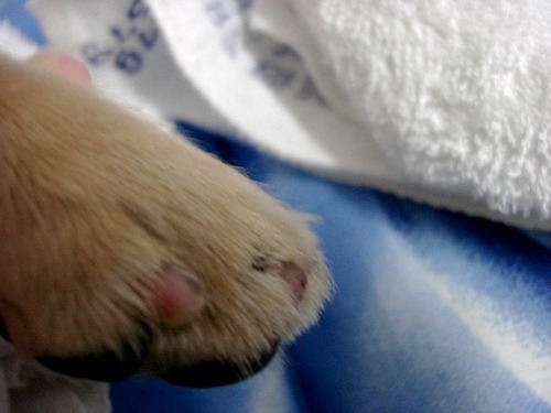 若家中有人患有香港腳,黴菌可能會由地面感染導致毛寶貝脫毛的情況。新北市動保處/提供