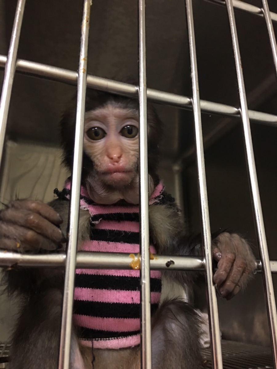 跑進民宅的小猴子身上有穿衣服,且十分親人,研判應是有人飼養。新北市動保處/提供