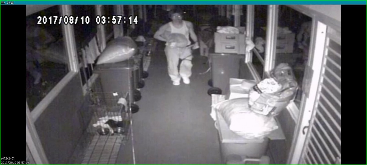 監視畫面中一名身穿白色背心的男子潛入動物宿舍抱走臘腸犬。雨林/翻攝