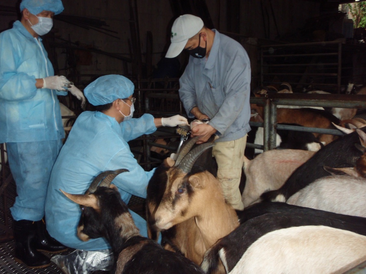 動保處獸醫師林明宏熱心協助小農完成羊痘疫苗預防注射。劉凱/翻攝