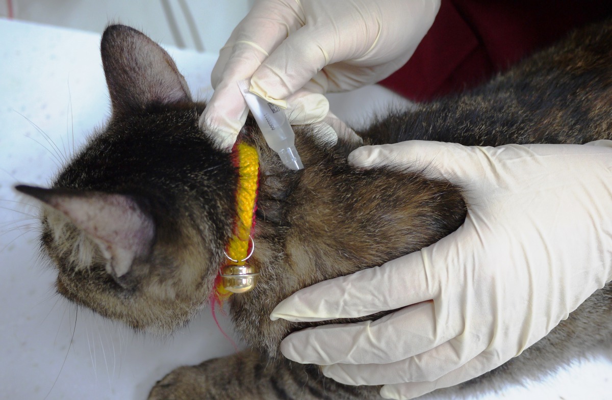 使用寄生蟲外用滴劑時,要撥開動物毛髮滴在皮膚上。新北市動保處/提供