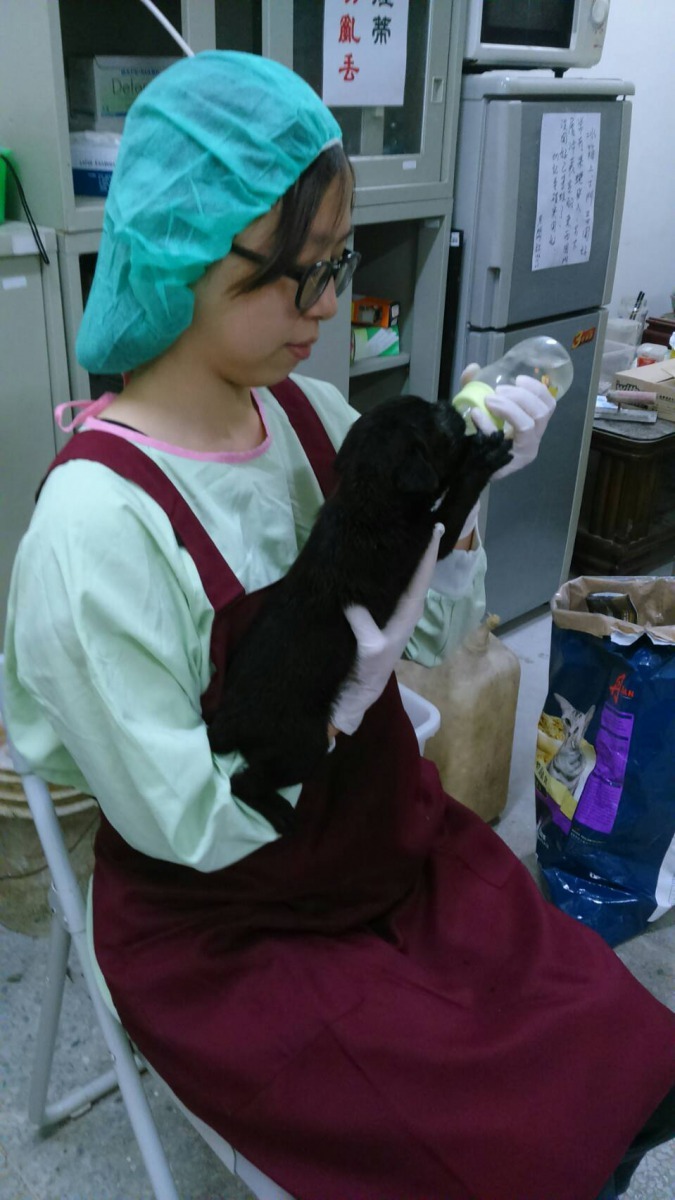 在新店動物之家擔任志工的宜璇,十分熟練的餵食小狗。劉凱/翻攝