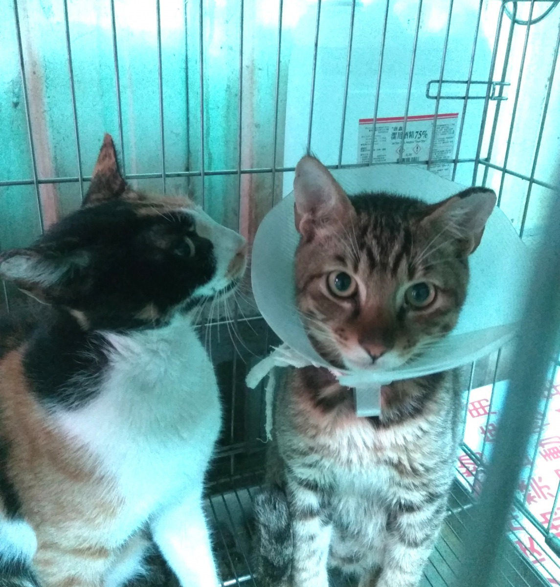 進行完結紮手術後暫置於淡水動物之家休養的街貓。劉凱/翻攝