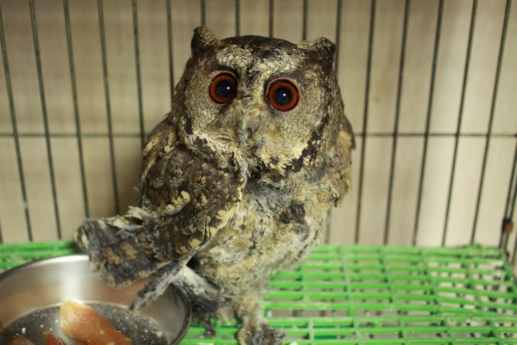 動保員王建民表示，「領角鴞雙腳、軀幹及右翅羽毛都黏著於黏鼠板上，無法動彈，而且可能經過一番掙扎，導致部分皮膚都撕裂傷，隨時可能因疼痛而休克。」送回動保處醫療中心後，獸醫師評估生理狀況允許，先將領角鴞鎮靜麻醉，隨即以沙拉油塗抹降低黏鼠板上黏膠的附著力，將牠與黏鼠板分離，之後再以麵粉覆蓋身上附著的黏膠後，再用沙拉油及沙拉脫反覆搓羽毛髮去除殘膠，共花費了1個多小時才清除完成，經過二個多禮拜的照護，復原情形良好，目前已送至野鳥中途之家安置，後續將擇期野放。