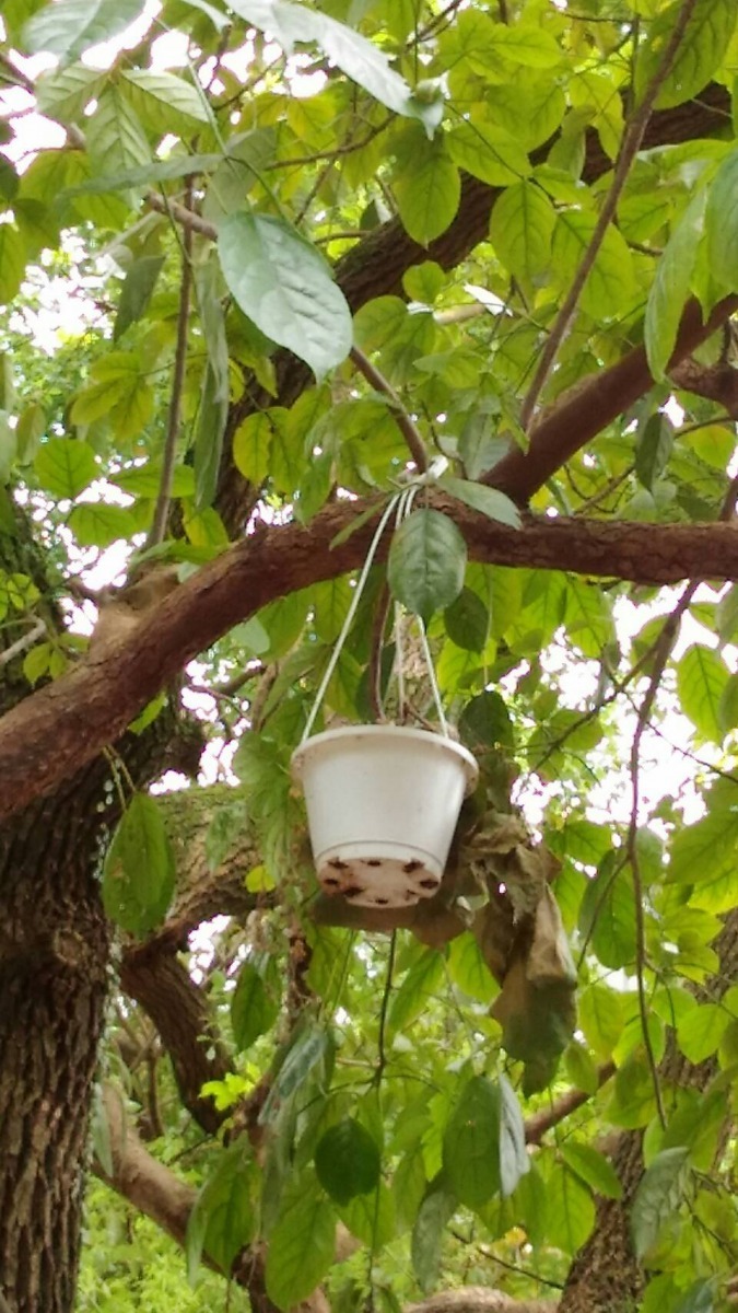 動保員嘗試用花盆將鳥巢在掛回樹上，看親鳥是否會回來哺育。新北市動保處/提供