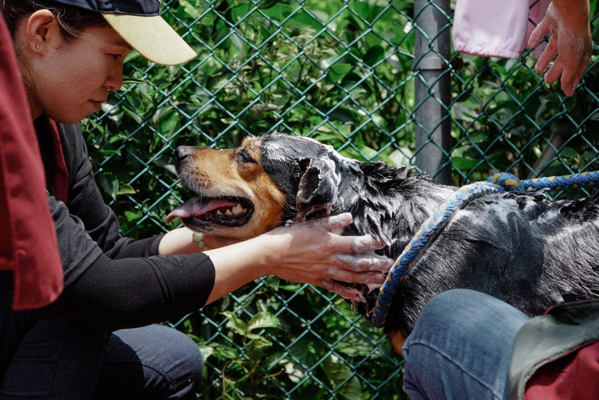 生命教育志工講師將帶領小朋友體驗動保員生活-梳洗毛寶貝。新北市動保處/提供