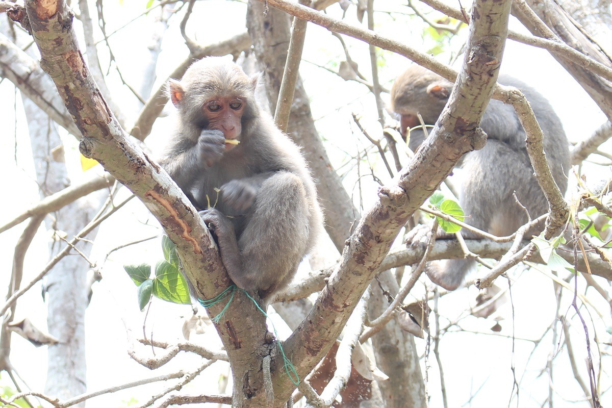 台灣獼猴因棲地與人類接壤,常發生搶食遊客食物及採食農作物等事件。台灣動物新聞網資料照片 李娉婷/攝