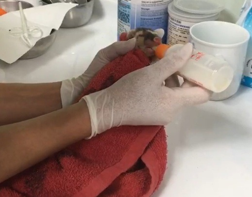 小鼬獾在動保員悉心照料下，慢慢長大。新北市動保處/提供