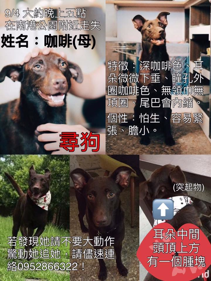 中途之家幫「咖啡」製作了協尋海報，請民眾發現「咖啡」時不要大聲呼喊或大動作驚動他。取自「浪浪別哭」粉絲專頁